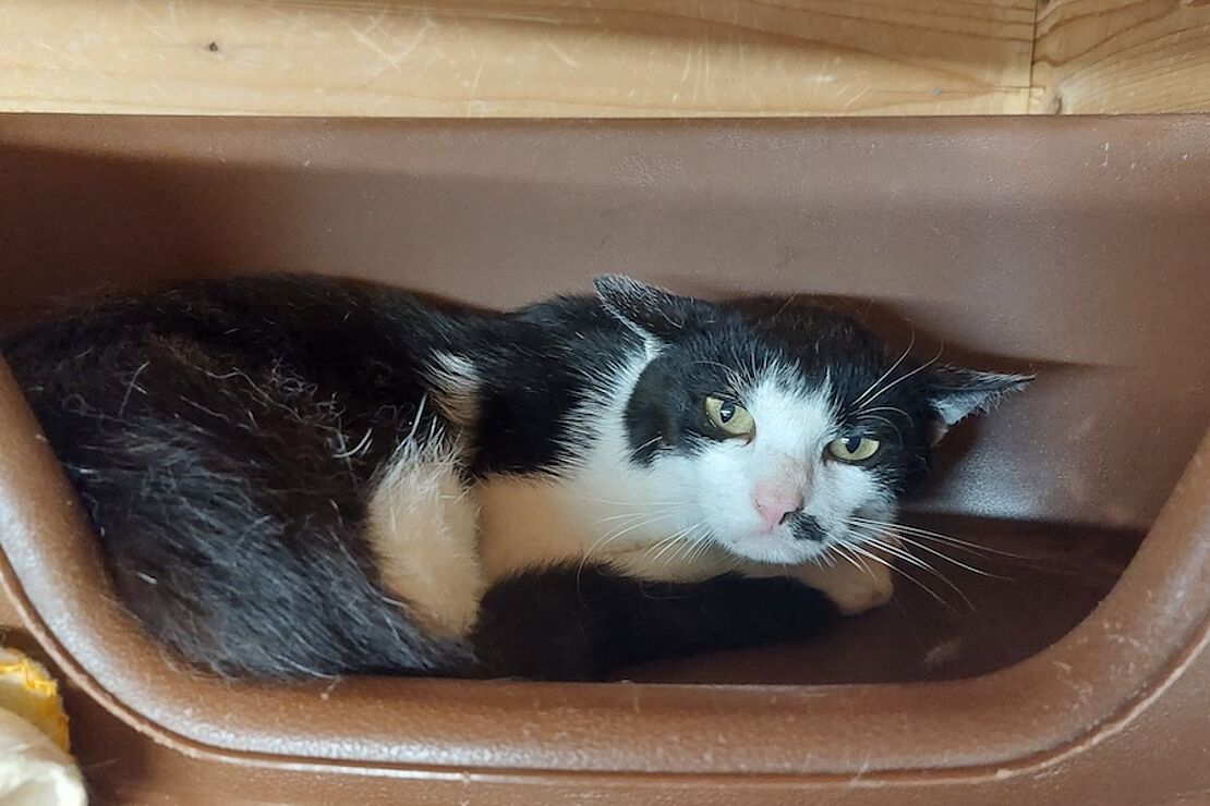Tom