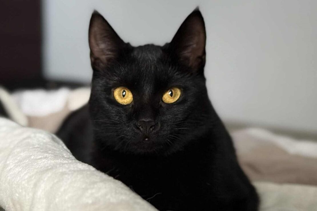 Luna1