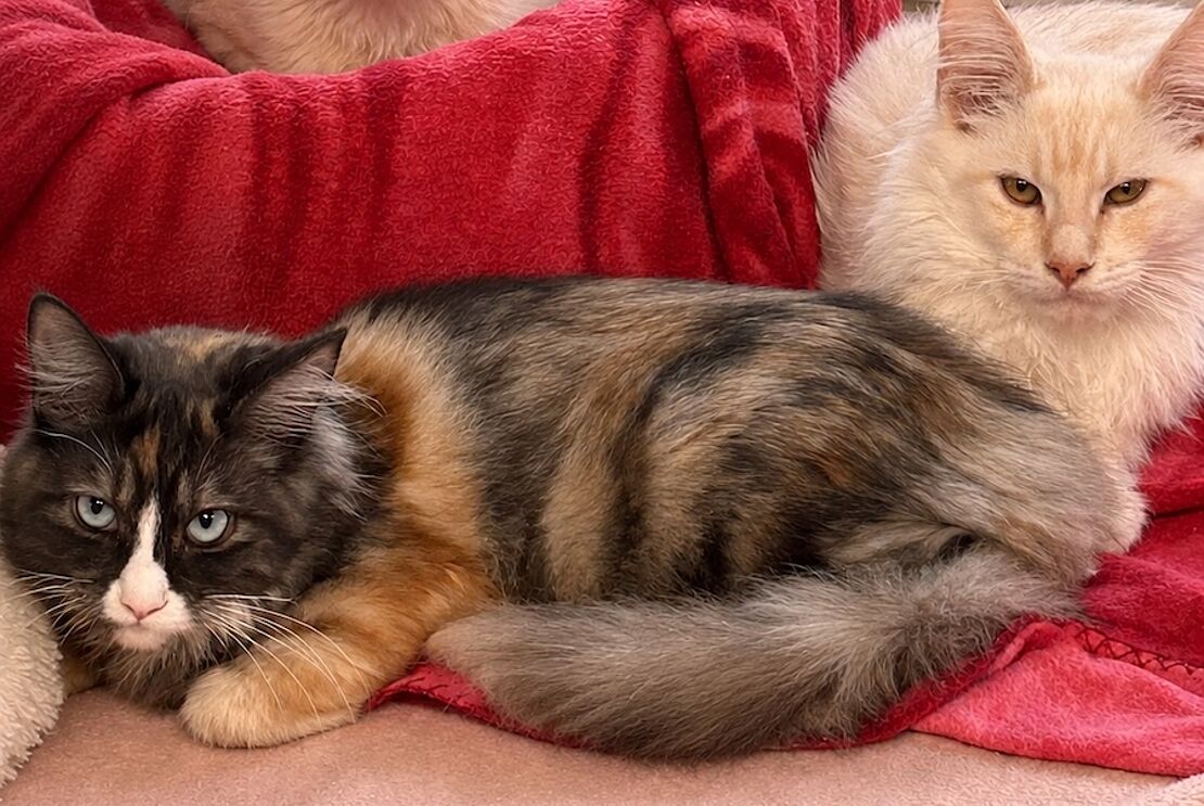 Main_Coon3