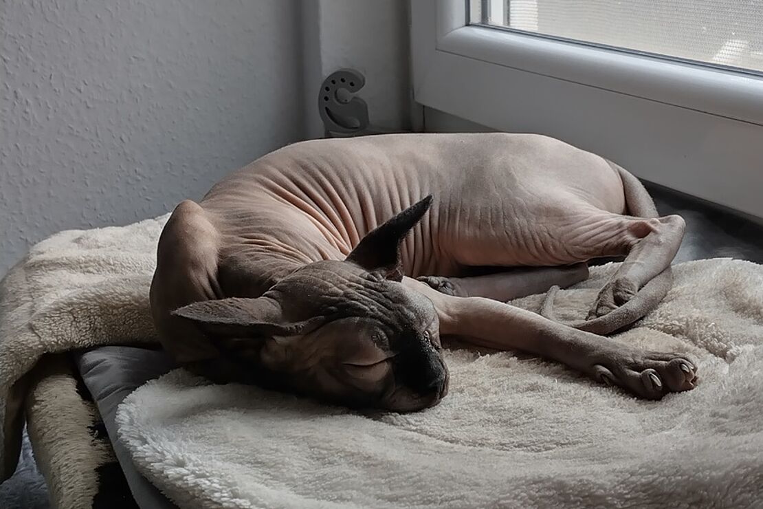 Nacktkatzen_2