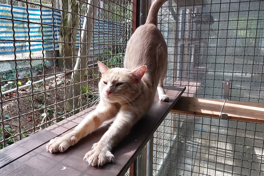Tiger_3