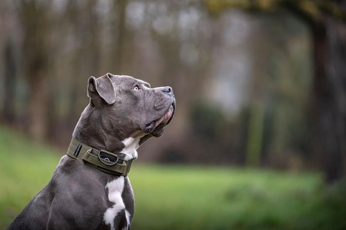 Mylo1