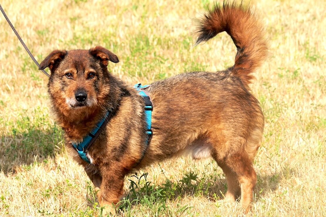 rudi01