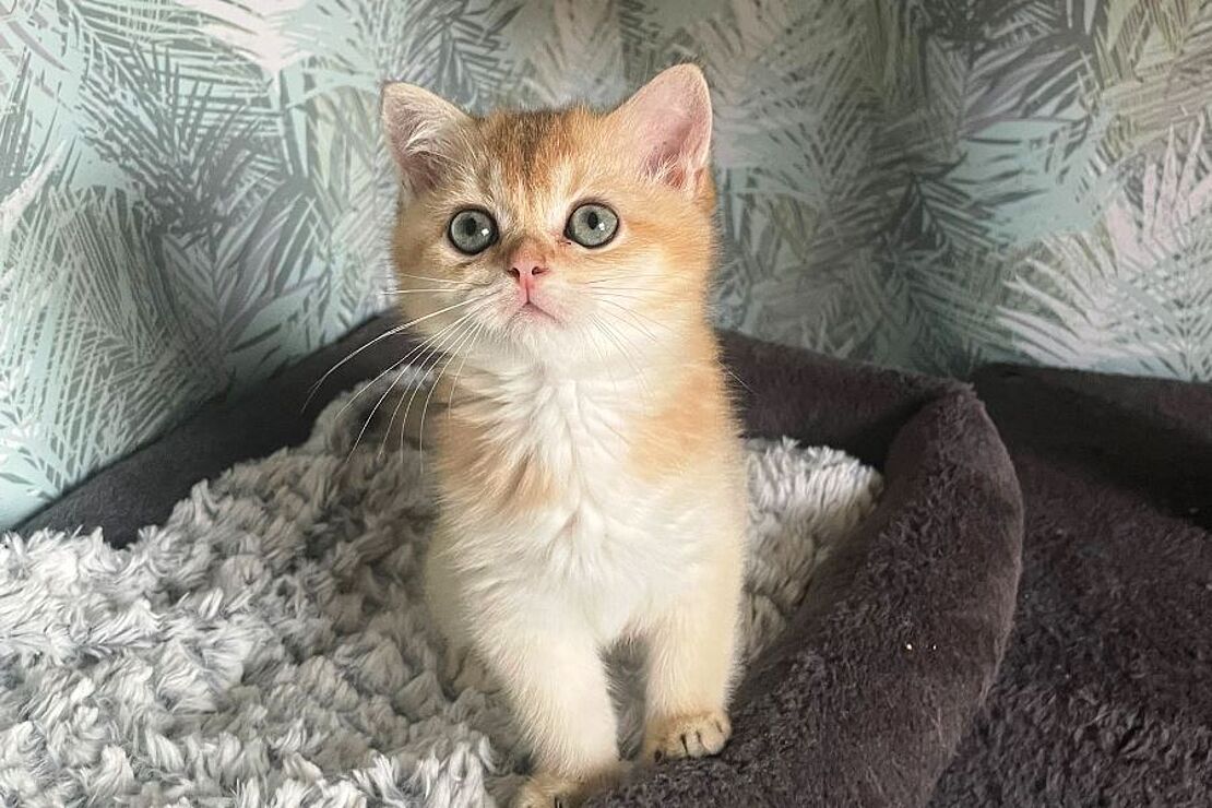 Yuki