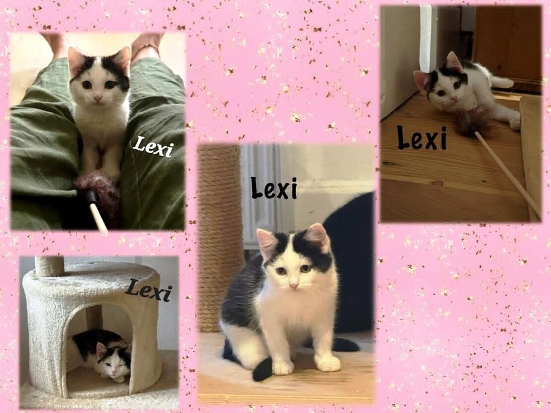 Lexi