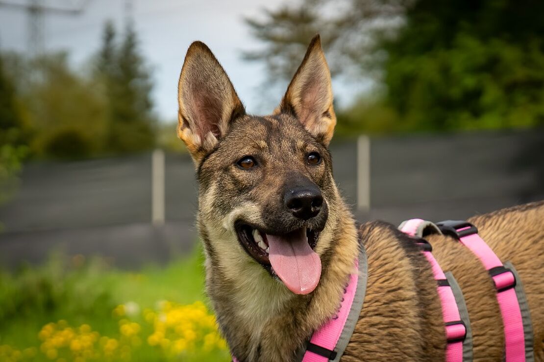 Nika