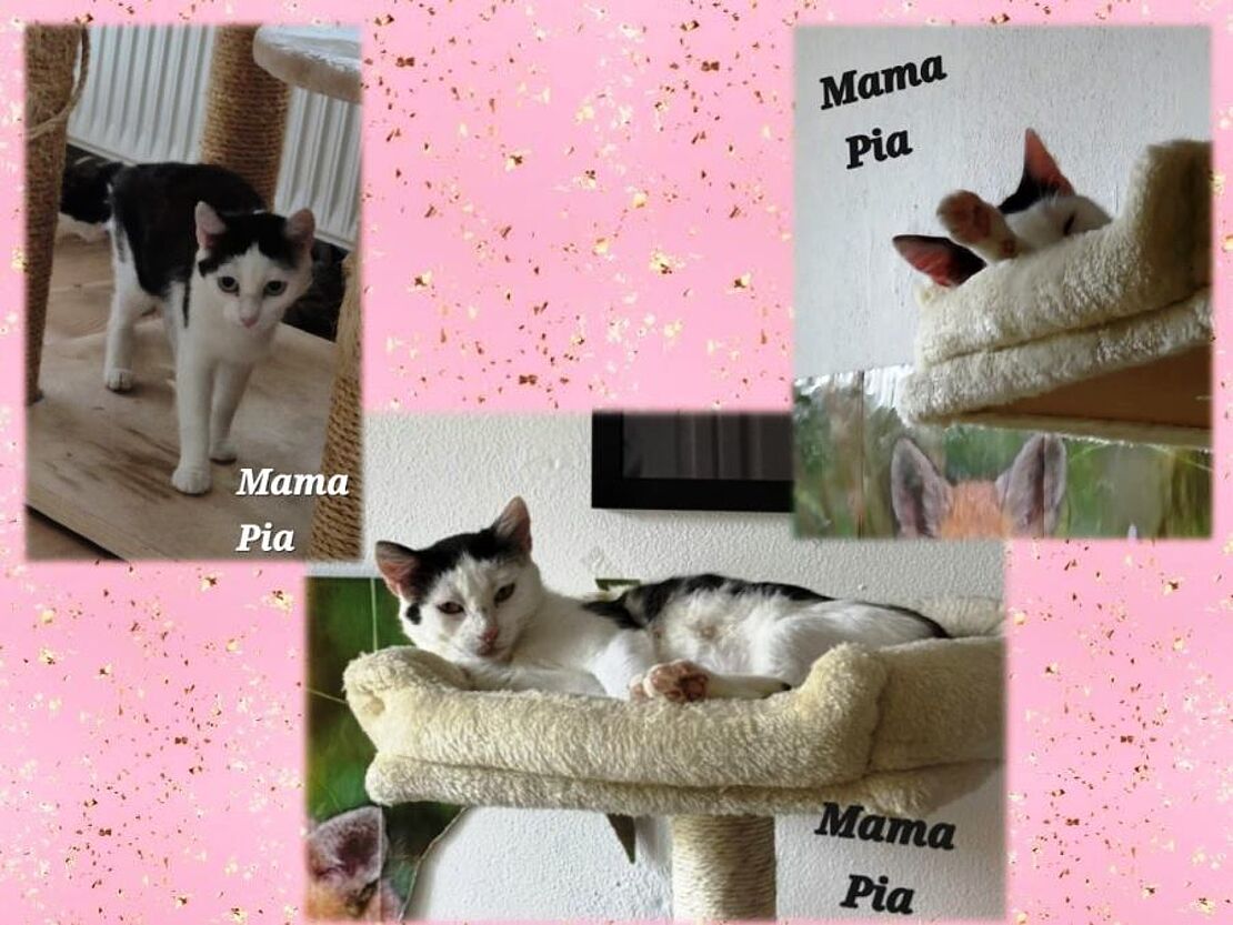 Pia