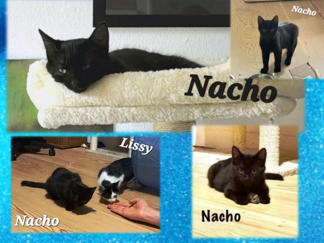 Nacho