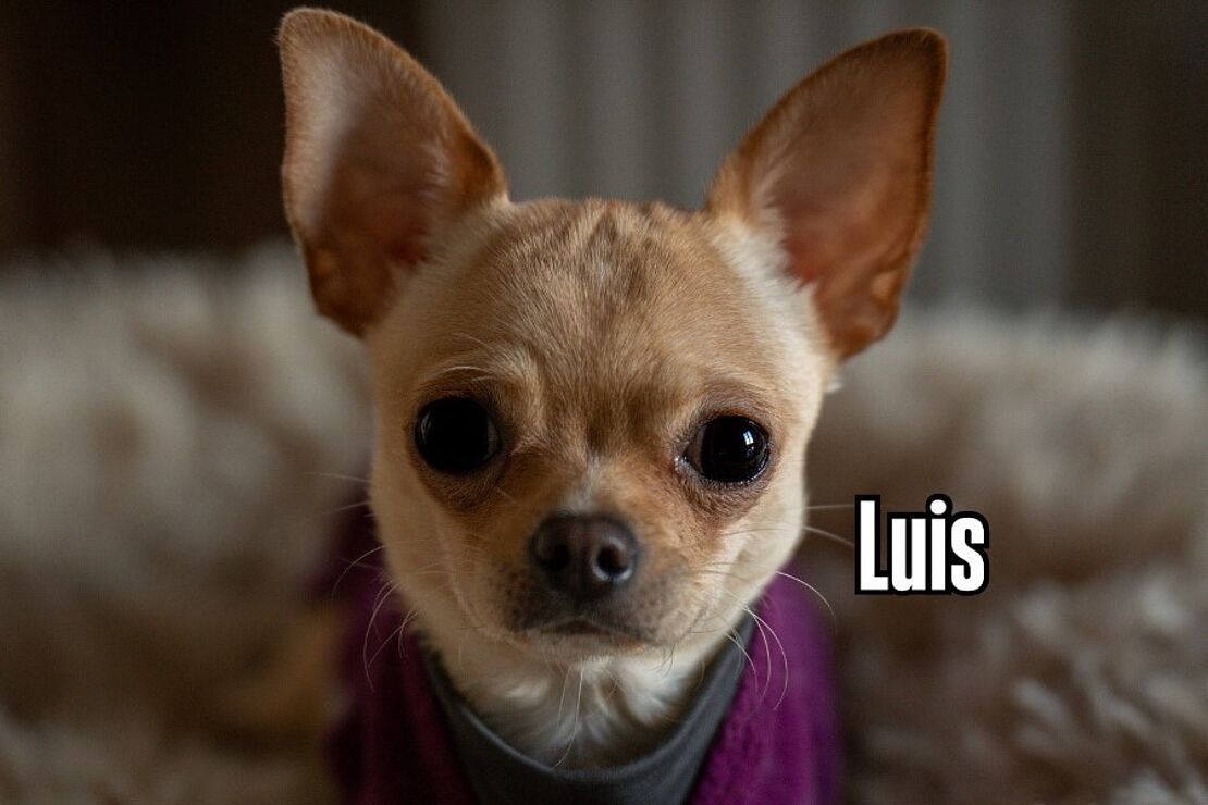 Luis