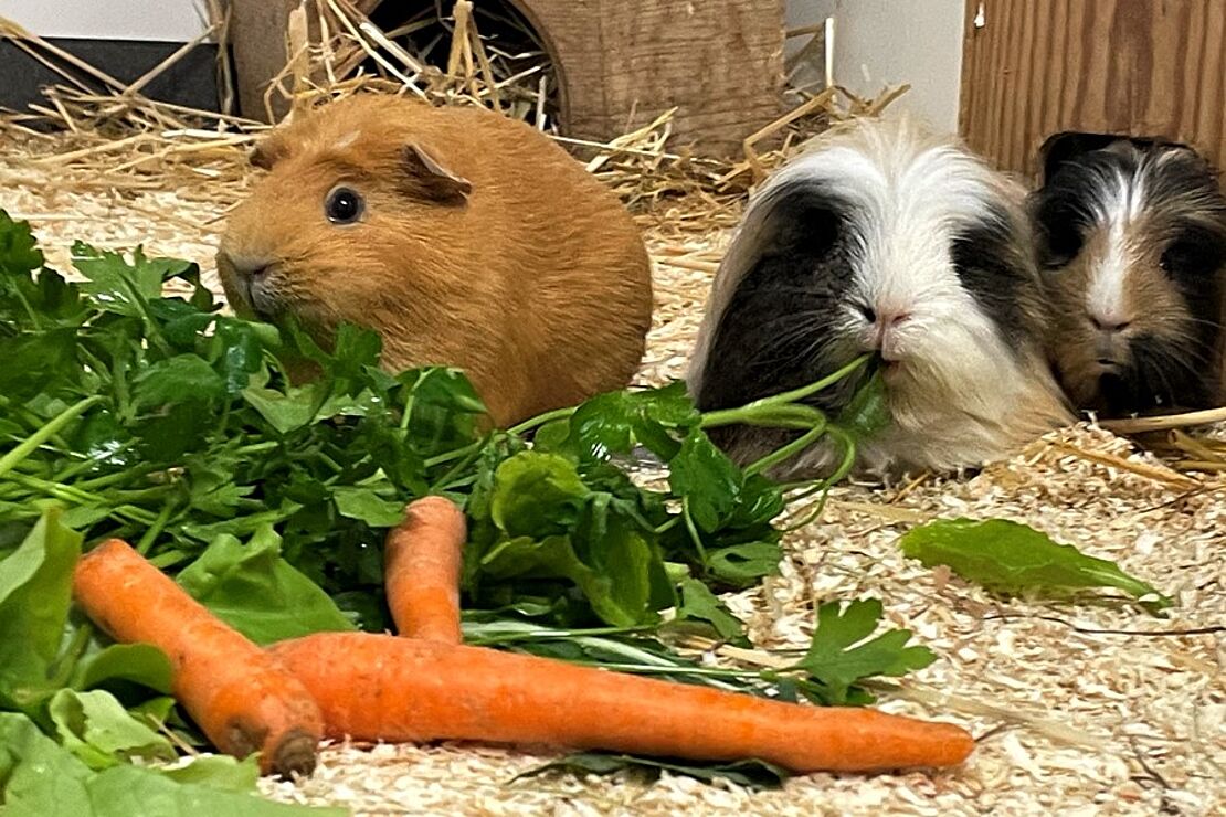 Meerschweinchen_2026_1