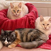 Main_Coon_vorschau