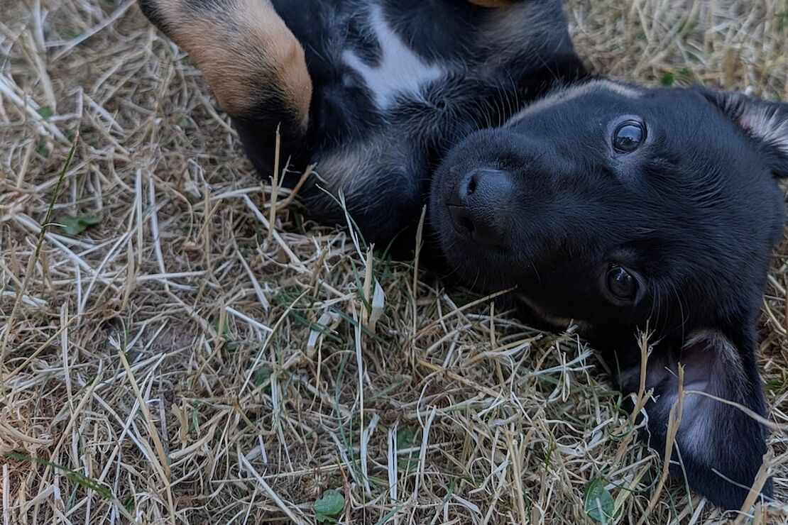Charlie