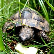 Schildkro__te_vorschau