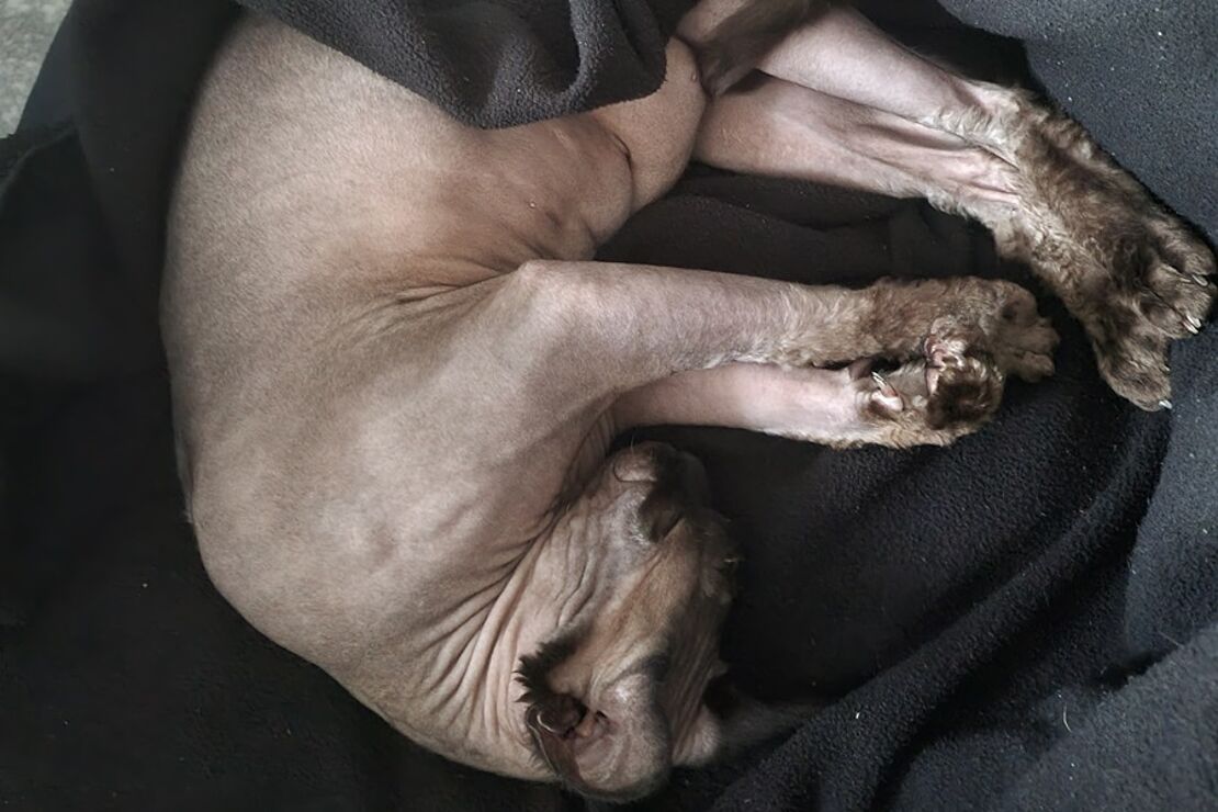 Nacktkatzen_5