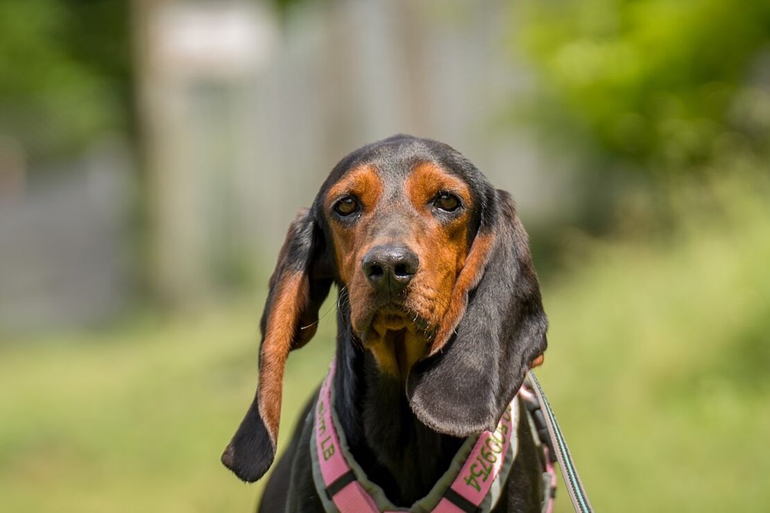 Atticus
