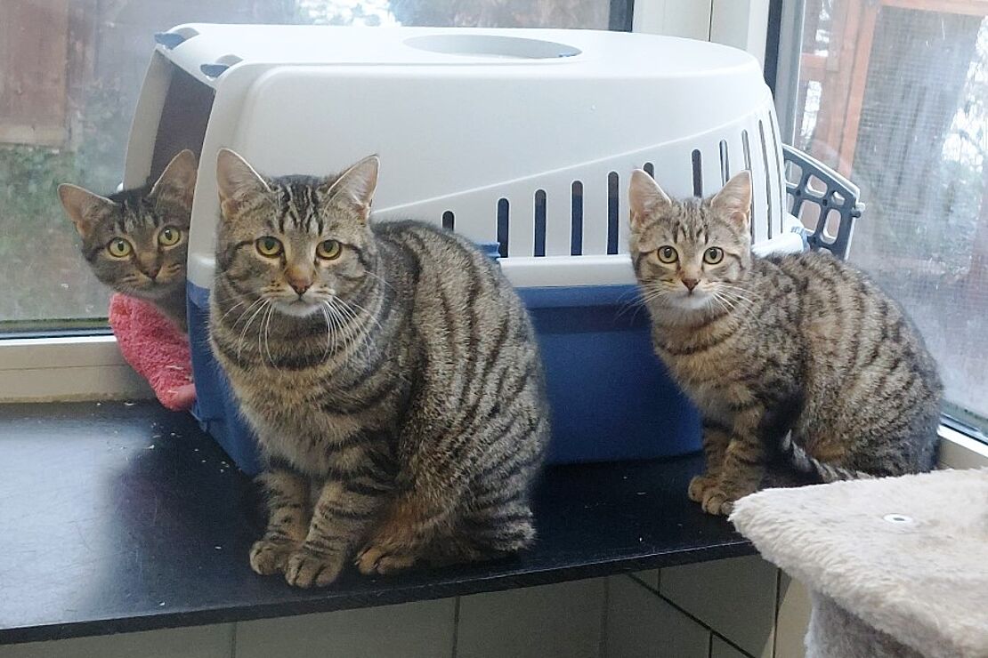 Harriet__Horacio_und_Halim