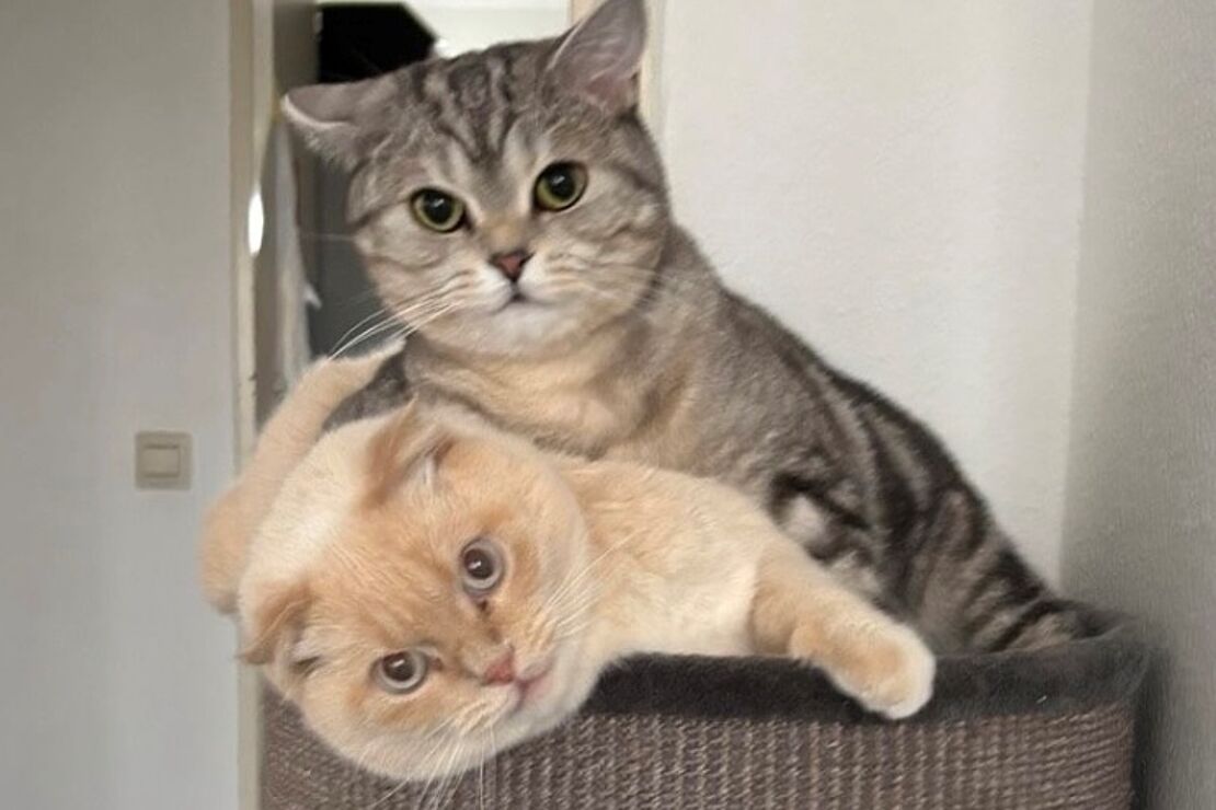 Nacho_und_Smokey