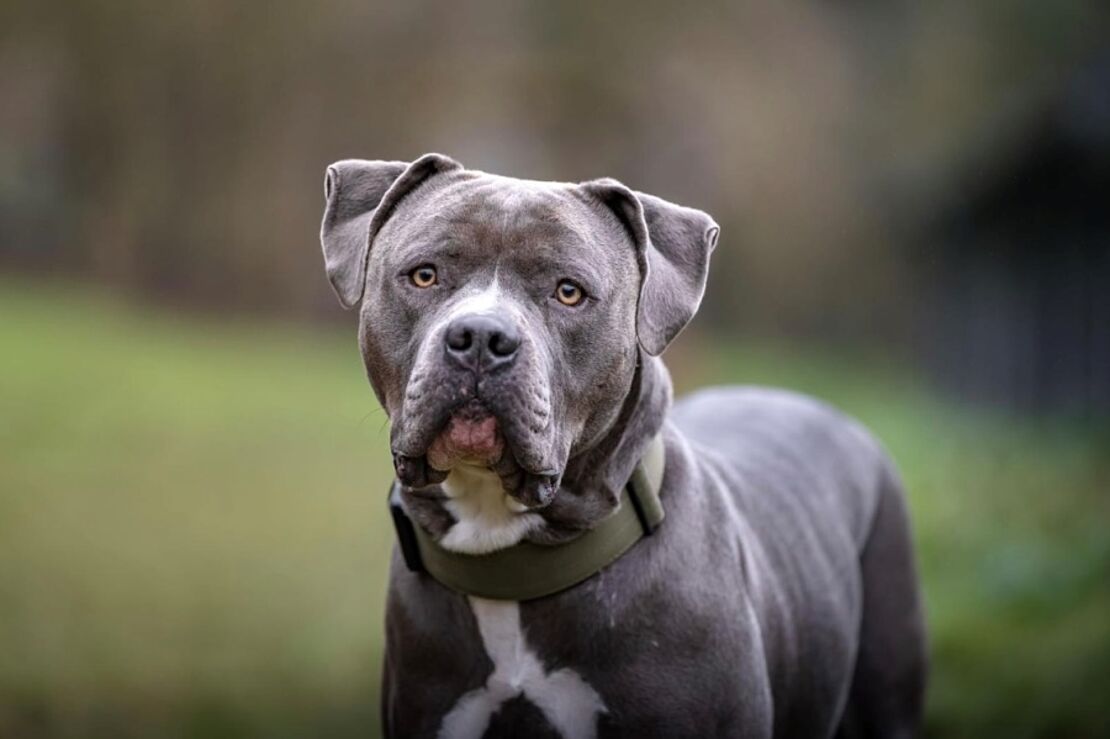 Mylo