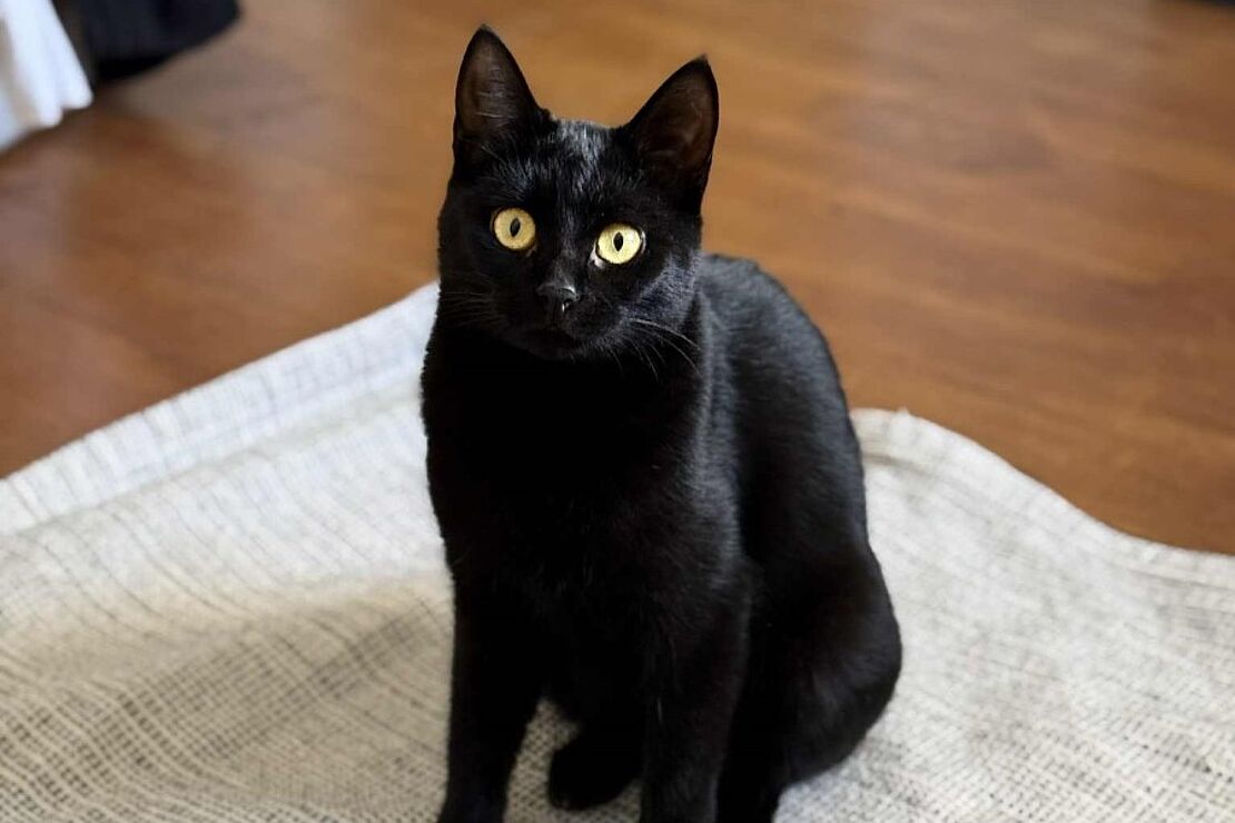 Luna2