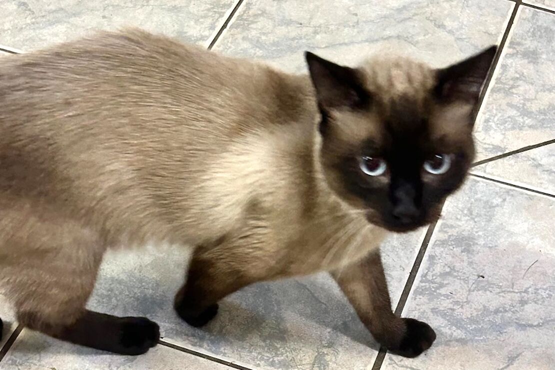 Terence