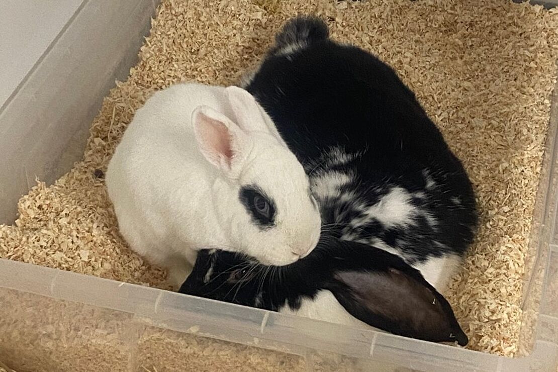 Captain_und_Bandit_2