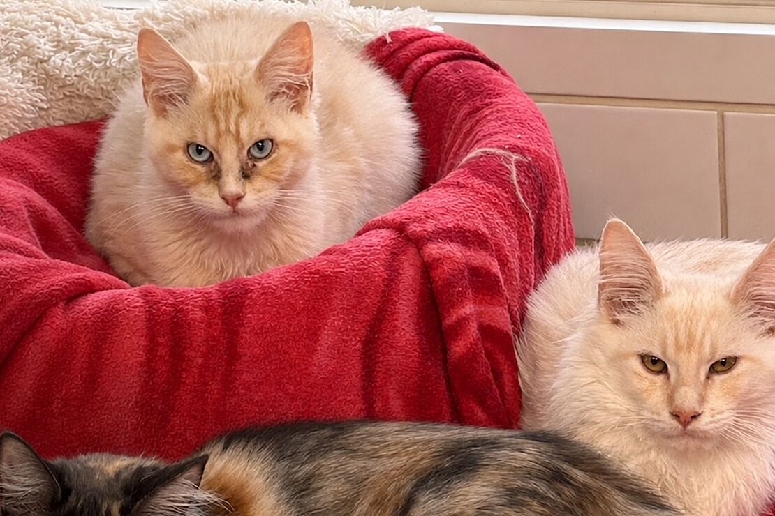 Main_Coon4