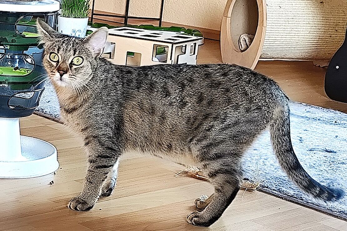 Putzi