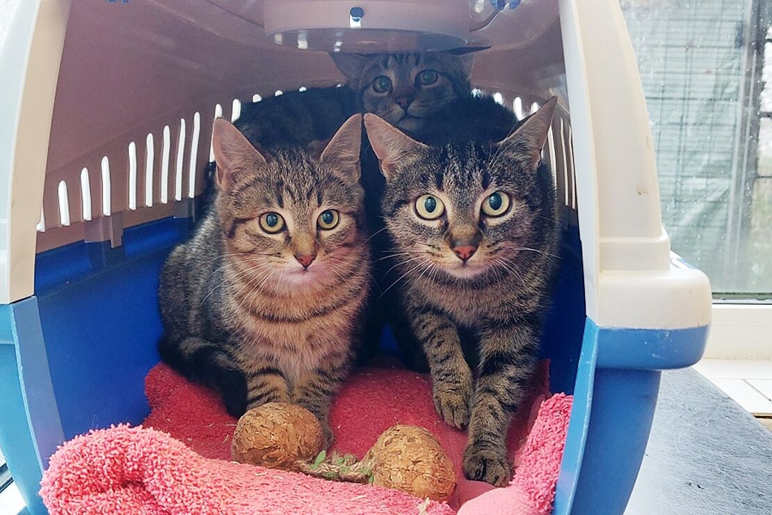 Halim__Horacio_und_Harriet