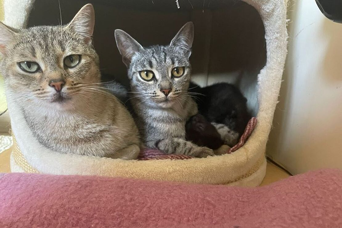 Mogli_und_Nala