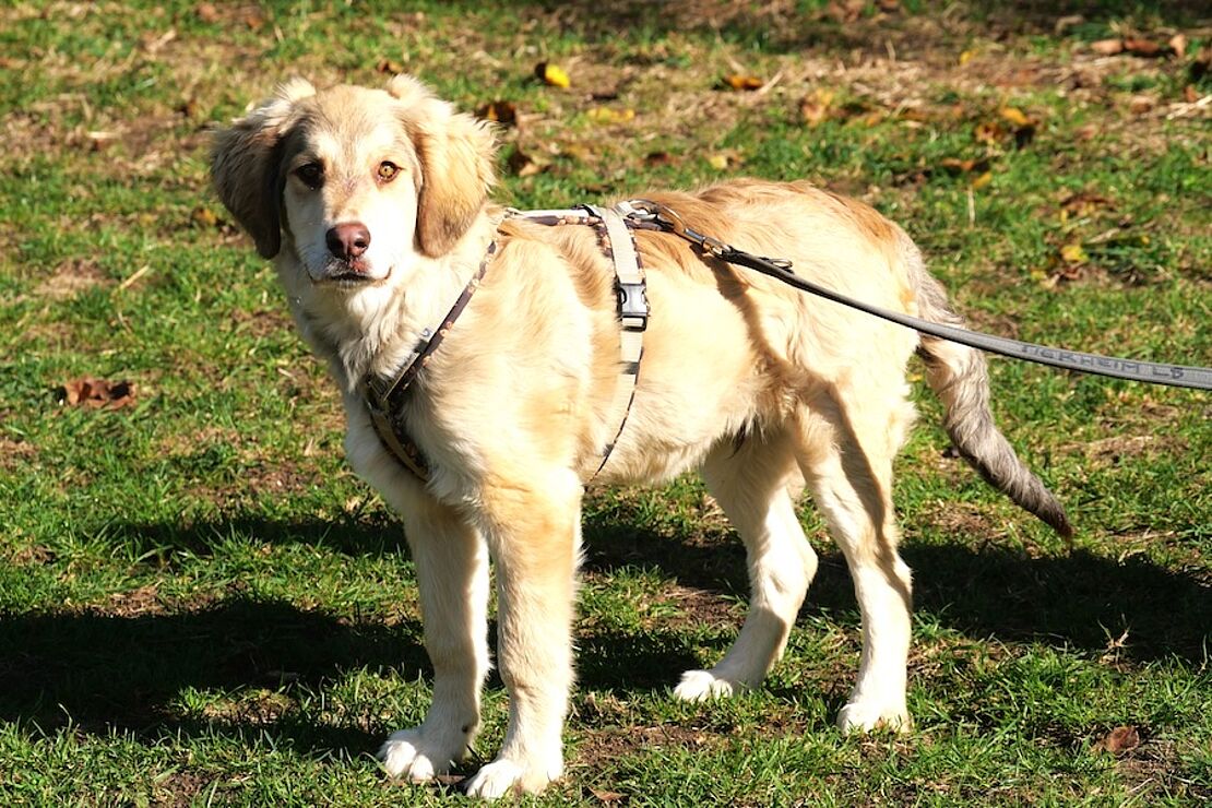 maxi02