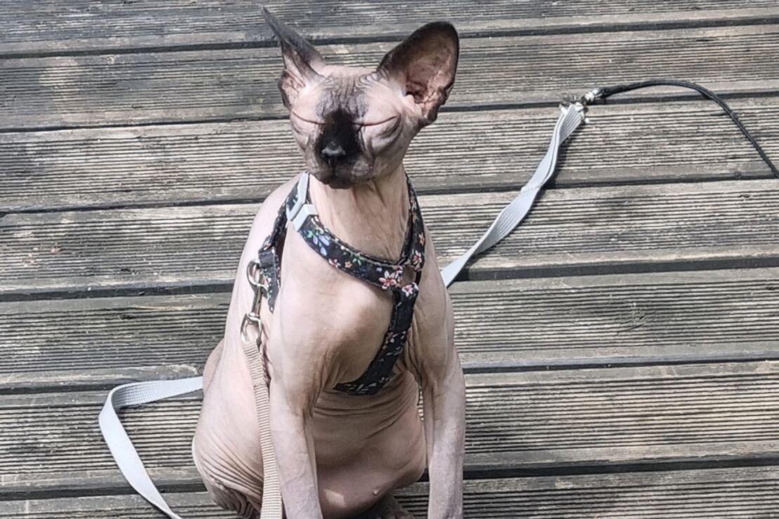 Nacktkatzen_1