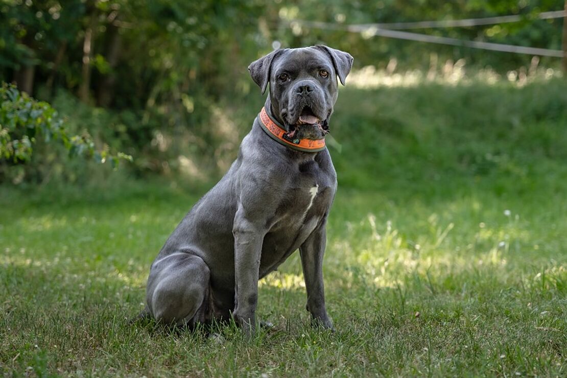 Balu_03