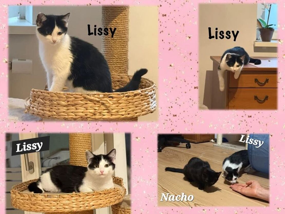 Lissy