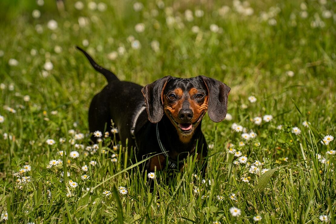 Milo_Dackel