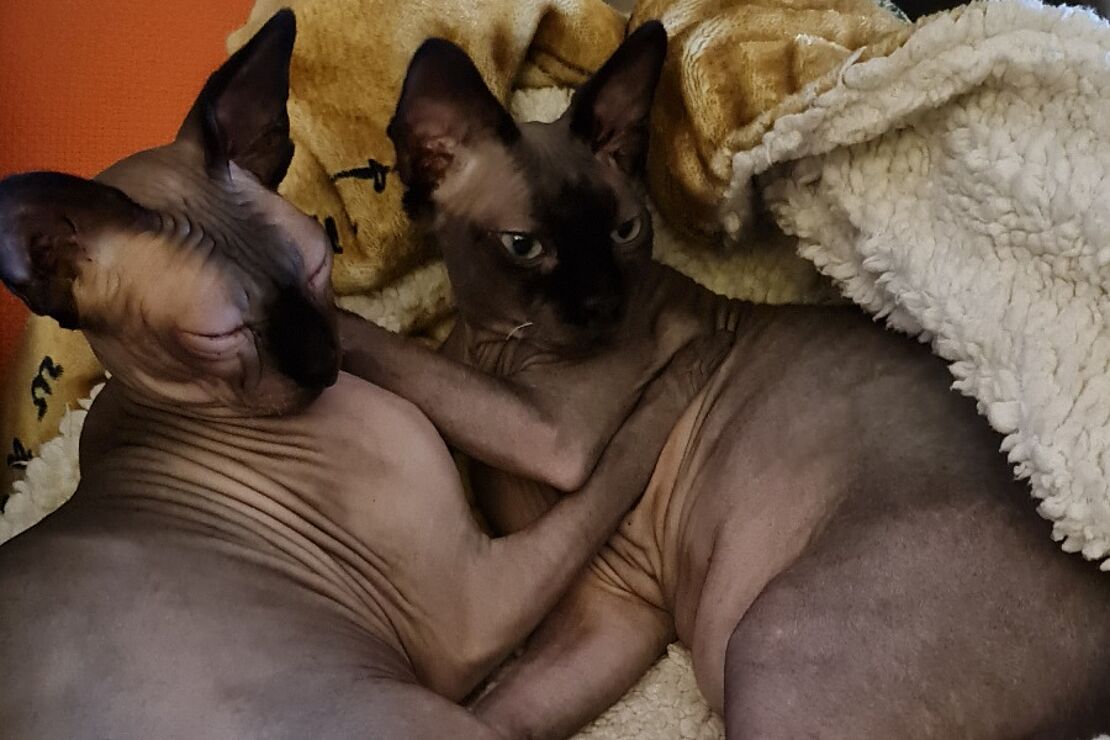 Nacktkatzen_4