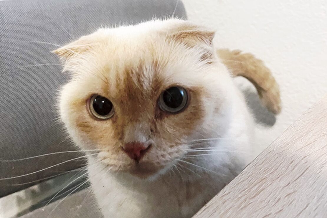 Nacho_2