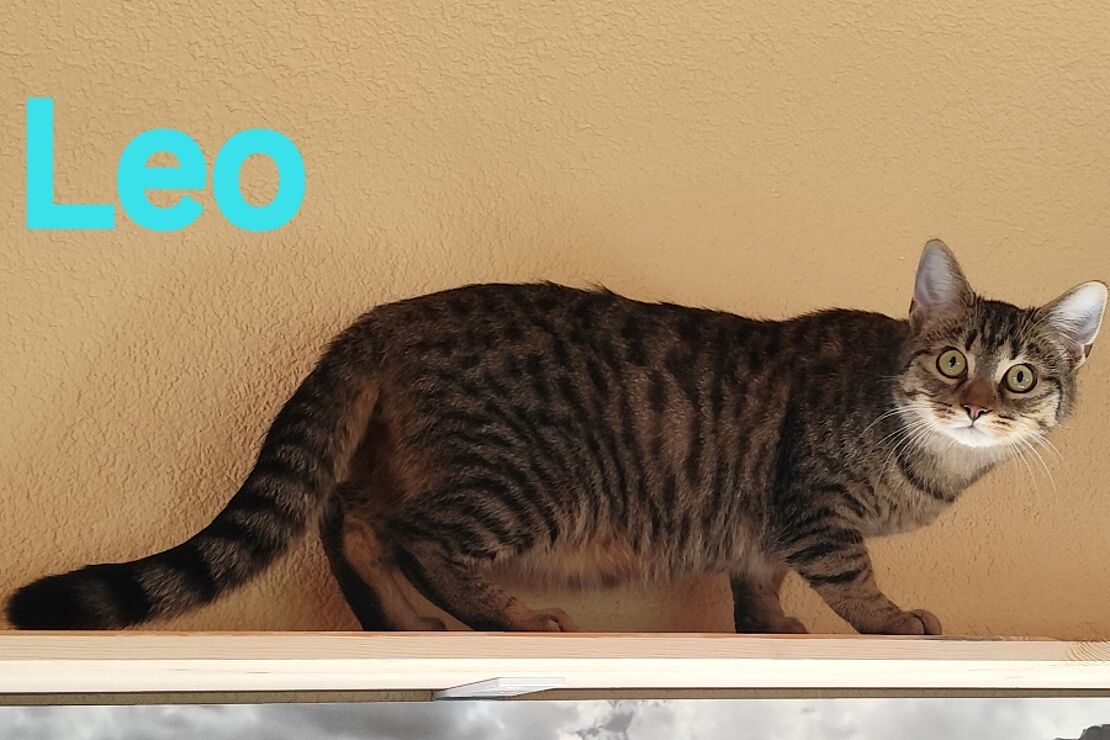 Leo