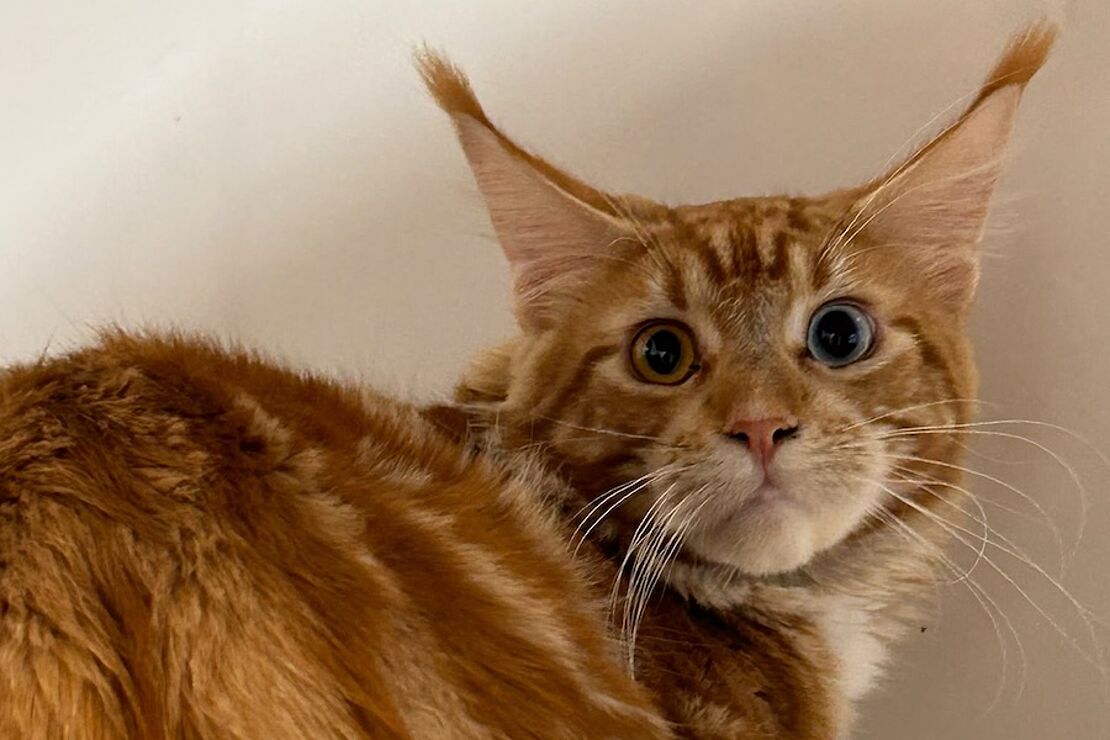 Main_Coon1
