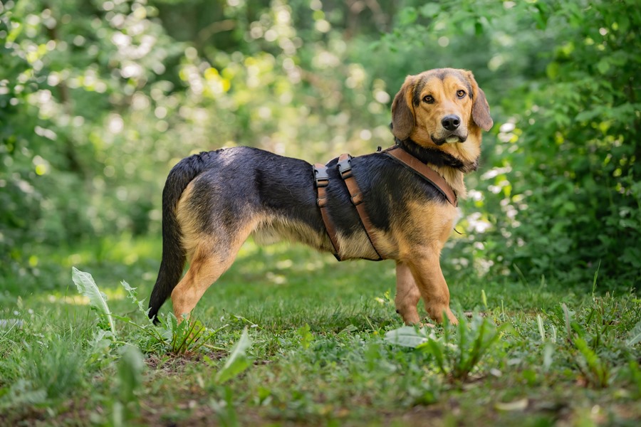 Otto_01