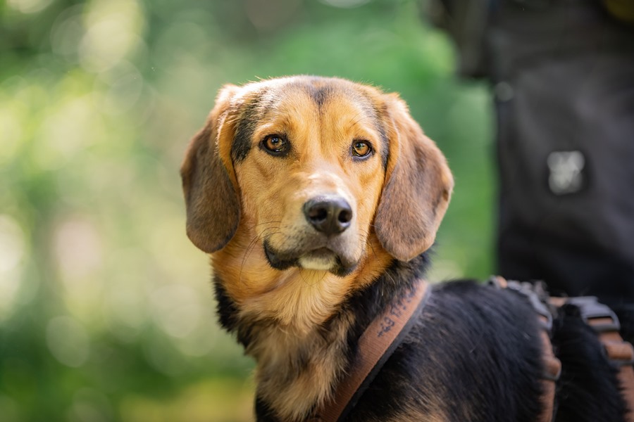 Otto_02