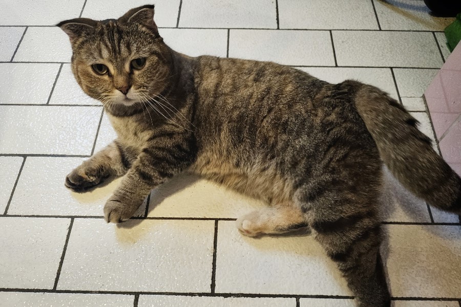 Mausi1