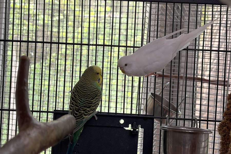 Frida_und_Fridrich_2