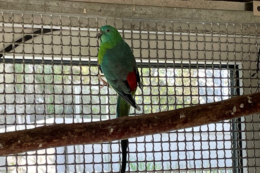 Otto