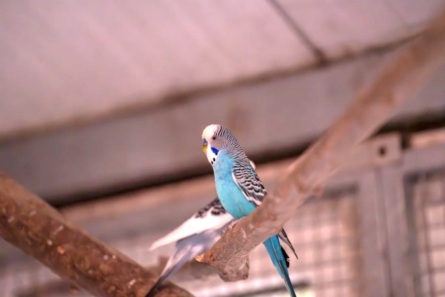Welli02_2026