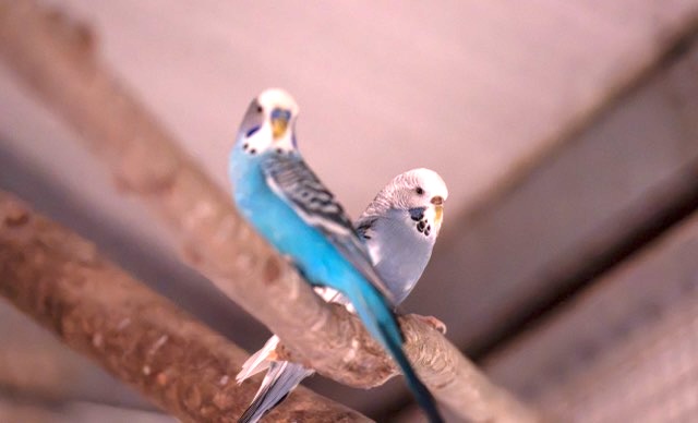 Welli03_2026