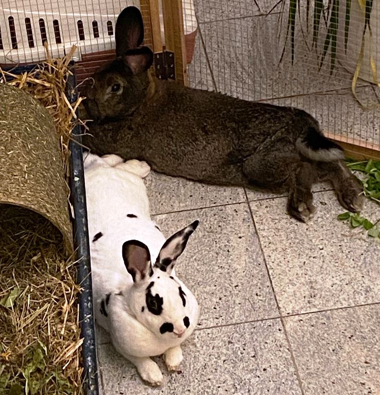 Baer_Bernie_Gloeckchen