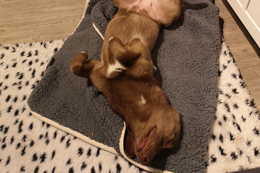 Brownie_Feb25
