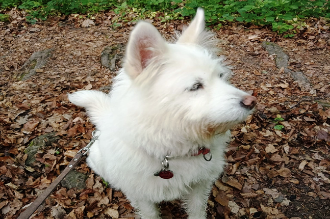 Kaya